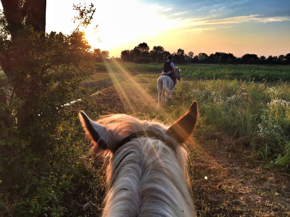 L'équitation