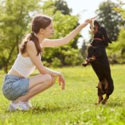 a young girl trains a dachshund dog in the park on a sunny day, a dog with a bone