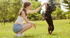 a young girl trains a dachshund dog in the park on a sunny day, a dog with a bone