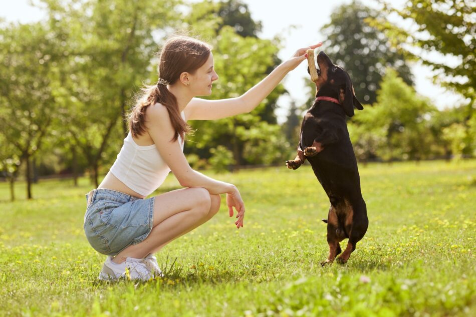 a young girl trains a dachshund dog in the park on a sunny day, a dog with a bone