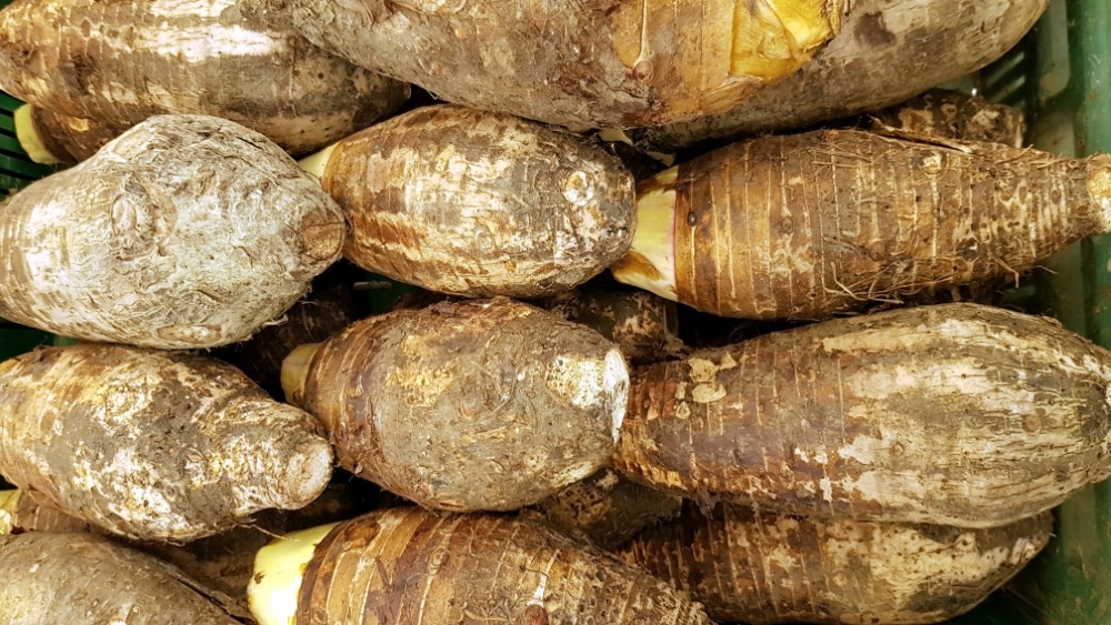 arrowroot