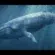 baleine bleue