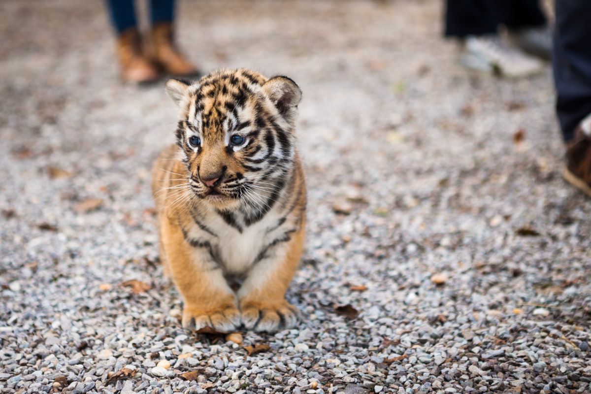 bébé tigre