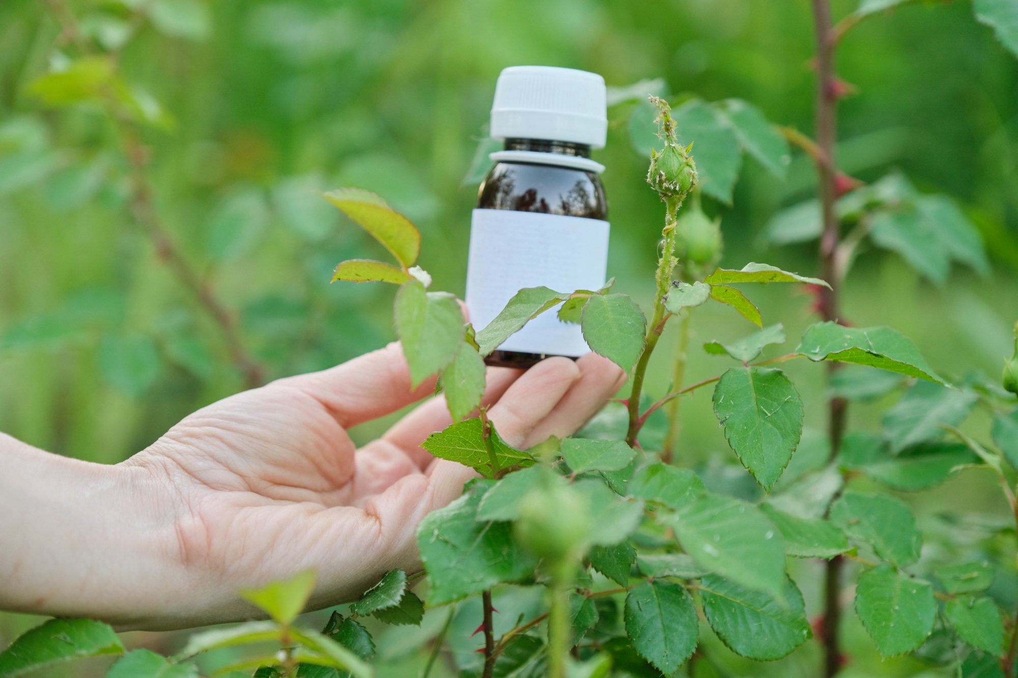 Bottle with chemical insecticide in the gardeners hand close-up