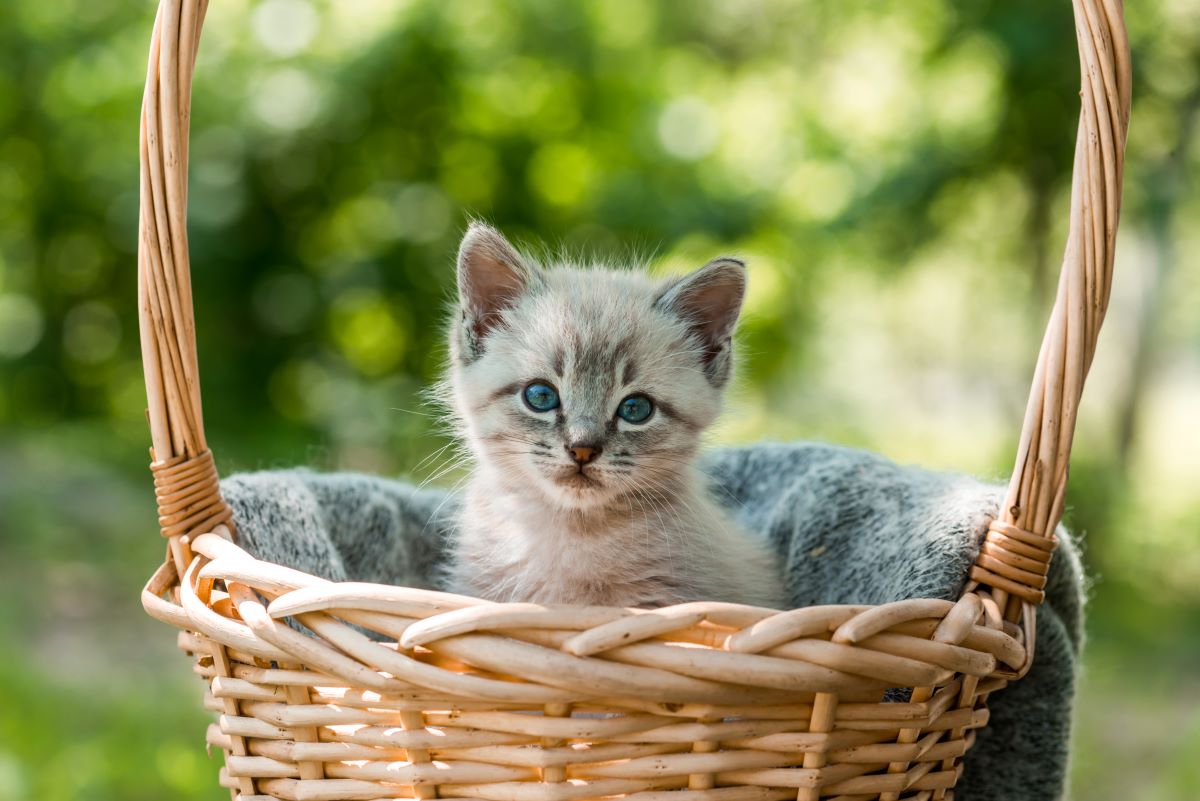 chaton mâle