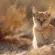chats des sables