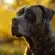 chien gardien
