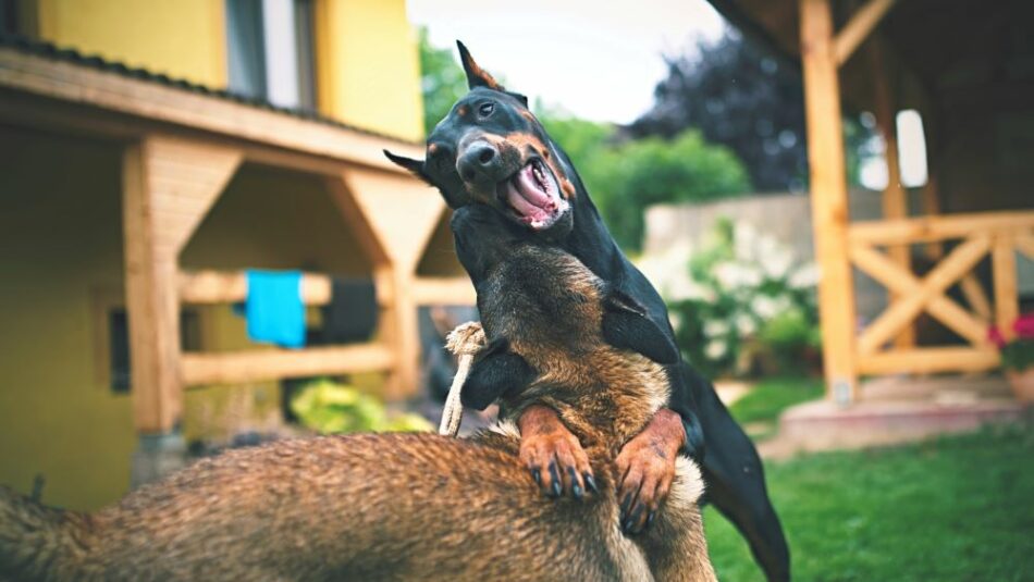 chiens les plus dangereux