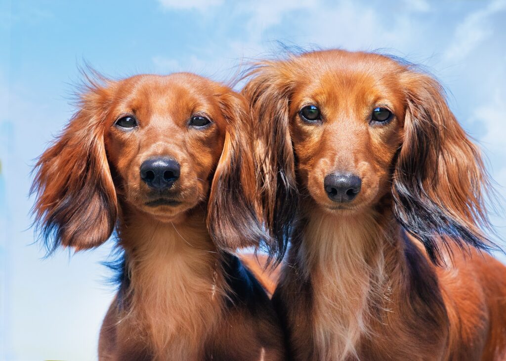 Closeup of two long-haired dachshunds. Animals portrait.