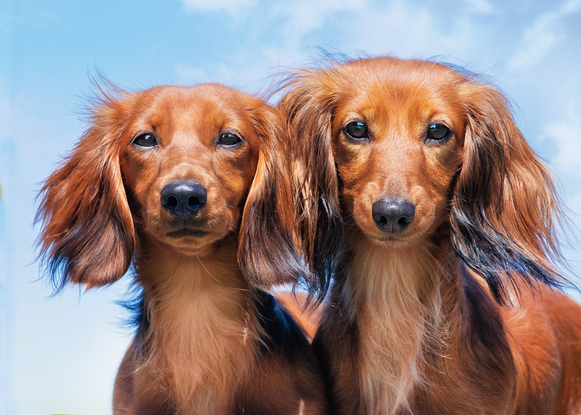 Closeup of two long-haired dachshunds. Animals portrait.