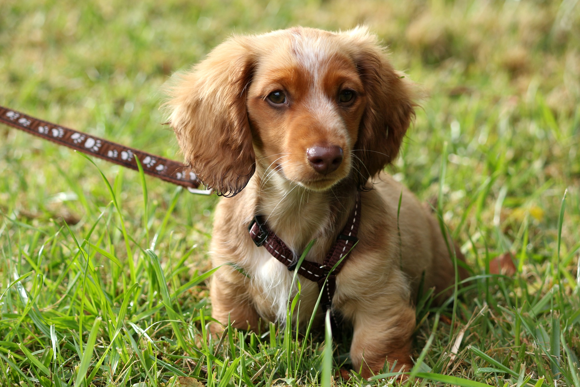 Closeup portrait of a cute brown dachshund puppy with a collar