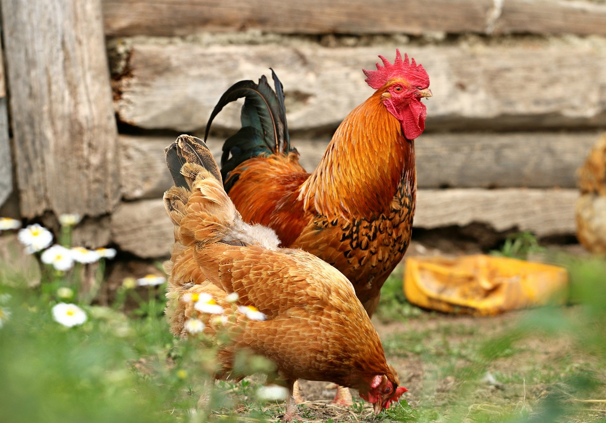 comportementales poule et poulet