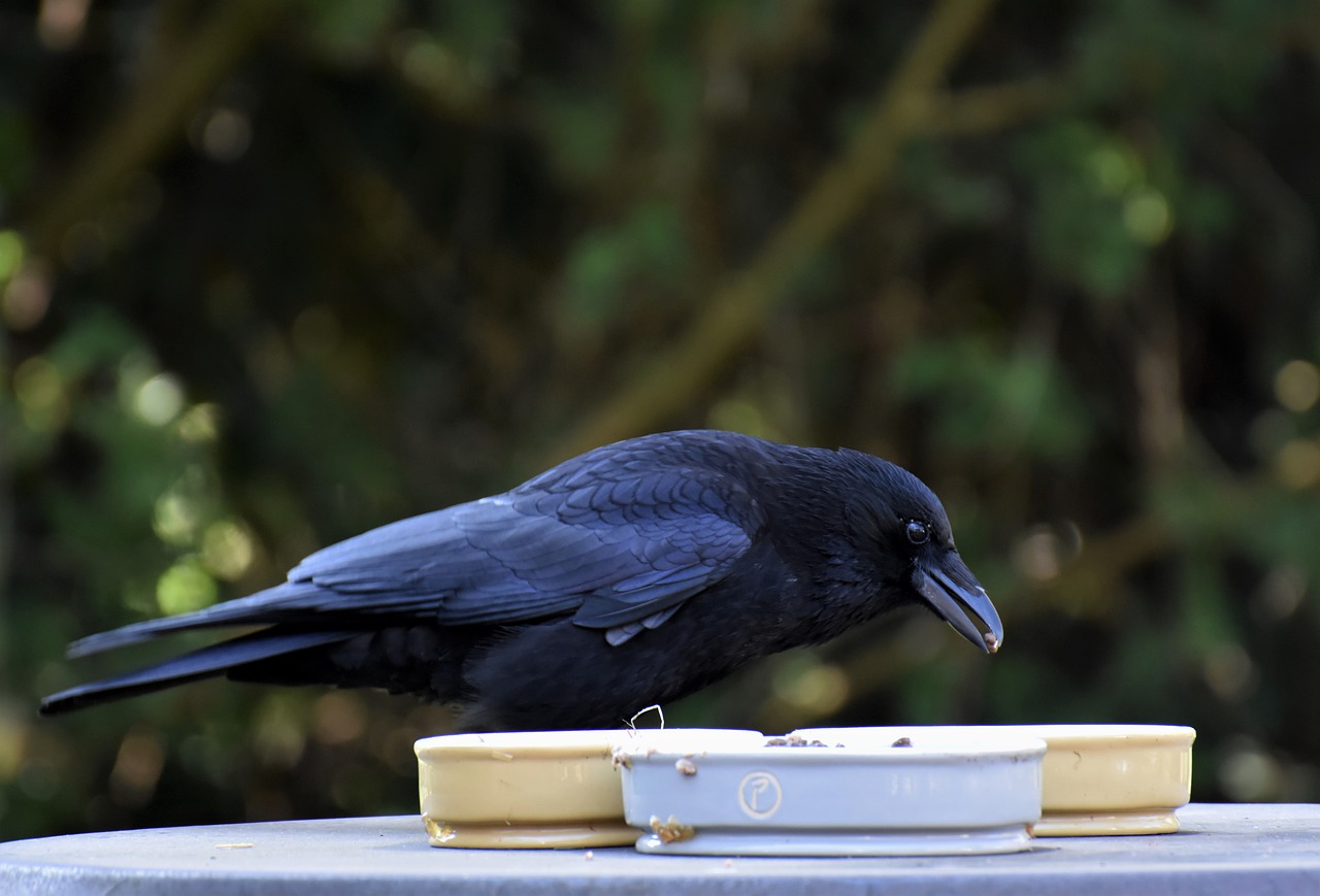 corbeau et corneille
