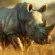 cornes rhinocéros