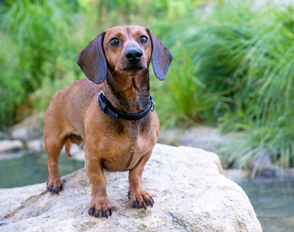 Dachshund