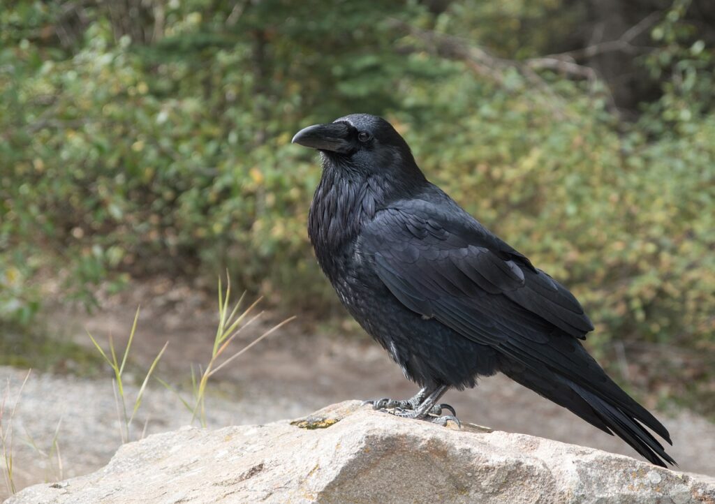 distinguer corbeau et corneille