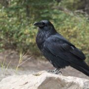 distinguer corbeau et corneille