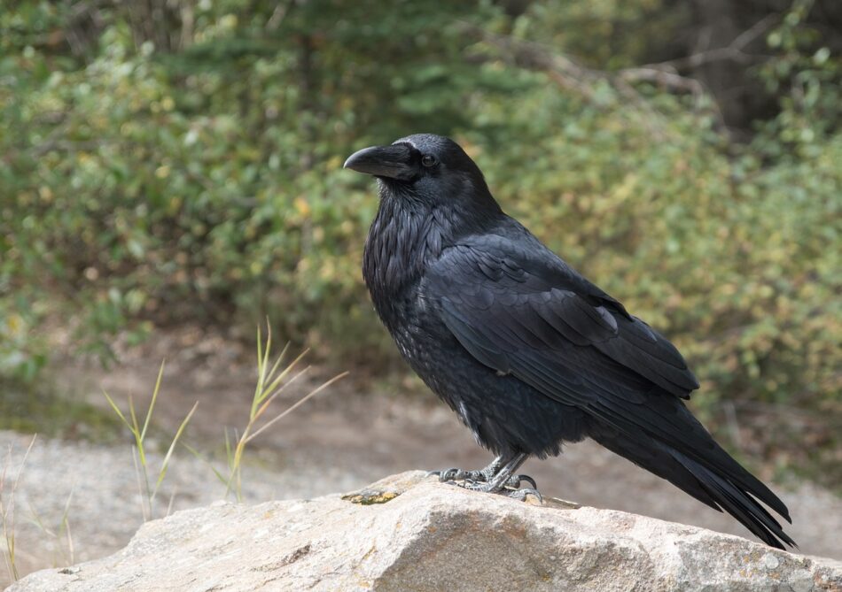 distinguer corbeau et corneille