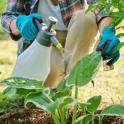Gardener woman with sprayer caring spraying hosta plants in backyard garden