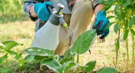 Gardener woman with sprayer caring spraying hosta plants in backyard garden