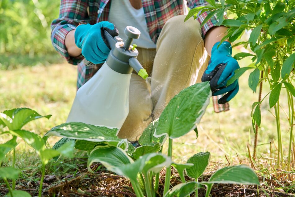 Gardener woman with sprayer caring spraying hosta plants in backyard garden