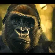 géant des primates