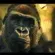 géant des primates