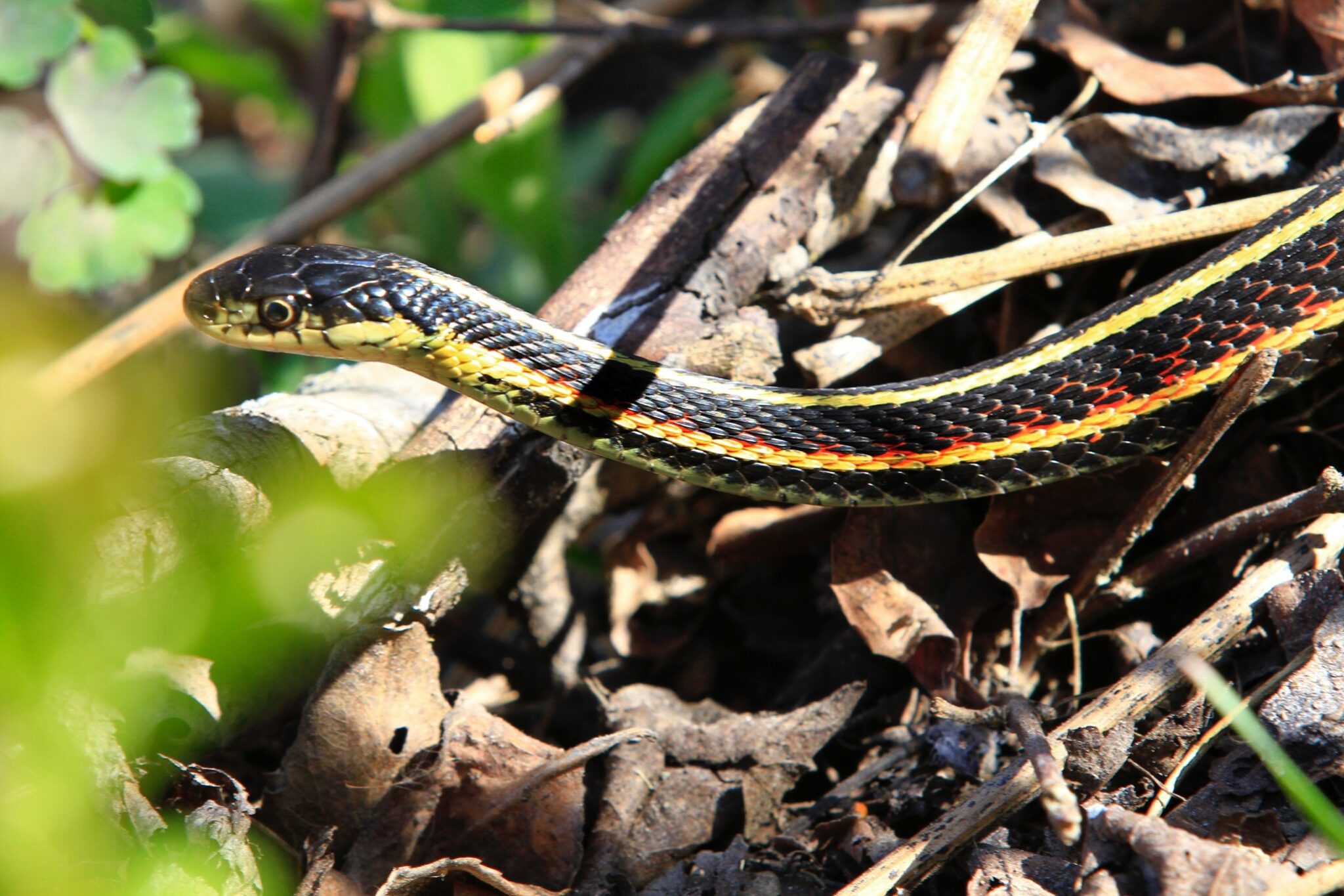 identifier un serpent jarretière