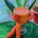 jus de carotte