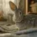 lapin