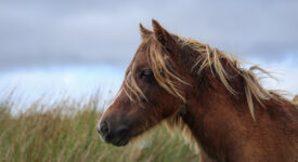 les animaux d'Islande captivants