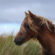 les animaux d'Islande captivants