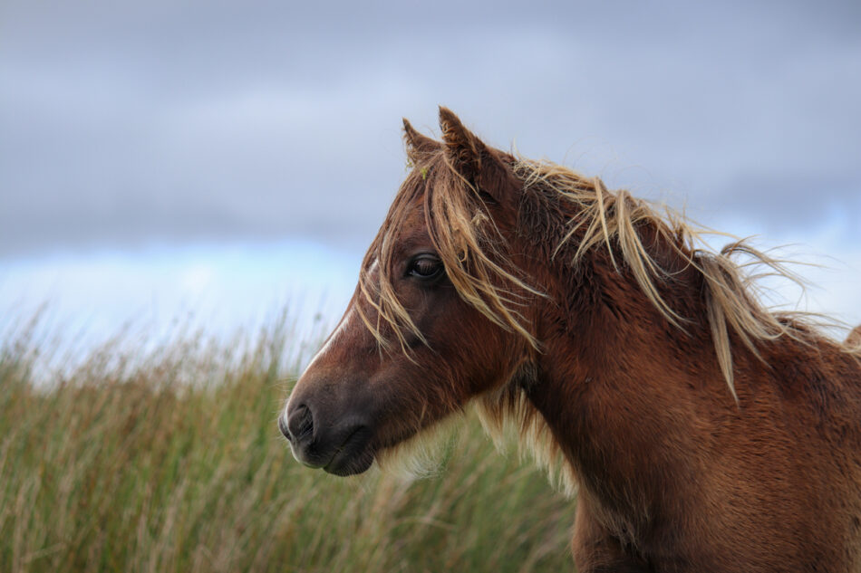 les animaux d'Islande captivants