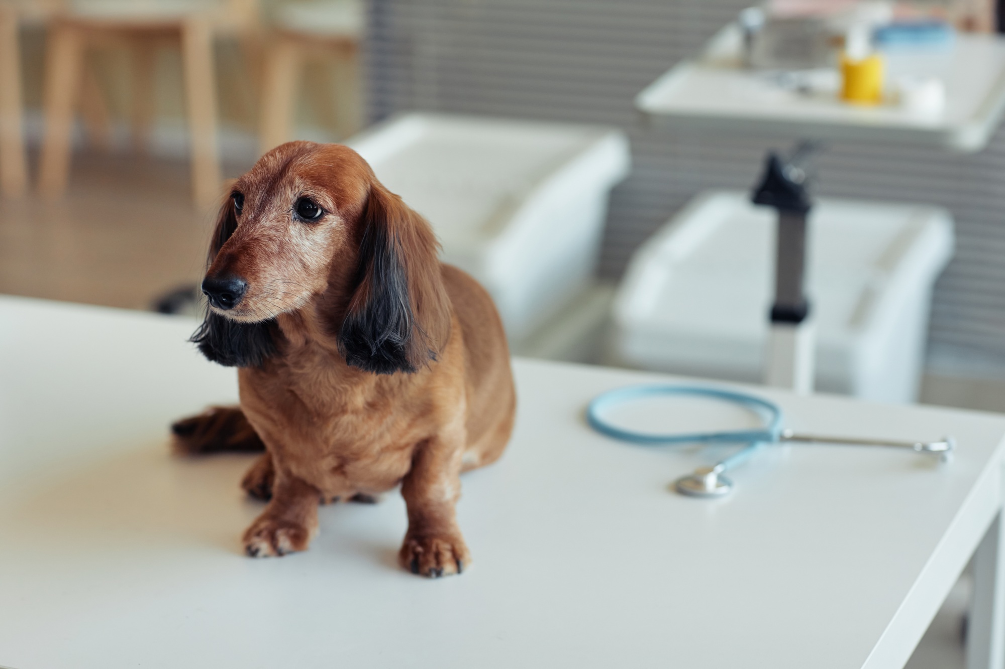 Long Haired Dachshund in Vet Clinic