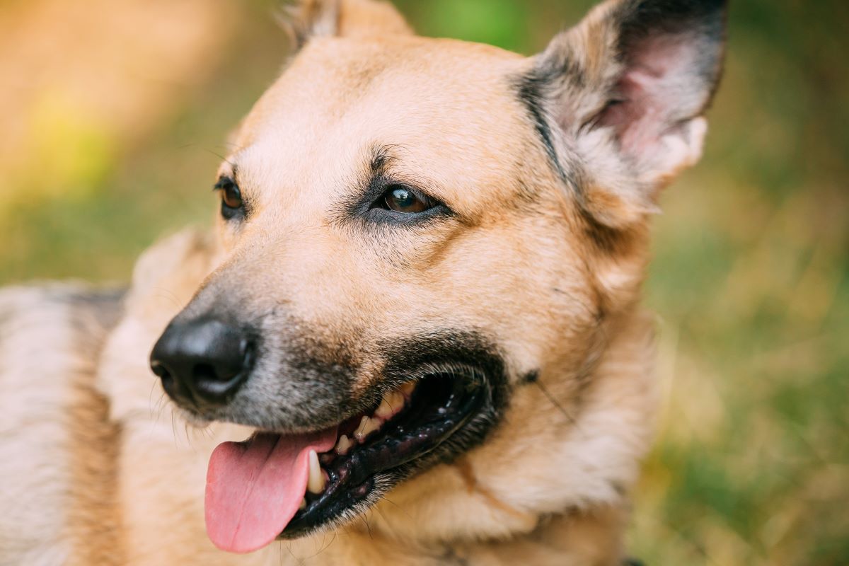 Idée de nom original et court de chien femelle quel prénom pour une chienne