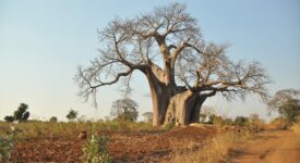 nord du Malawi