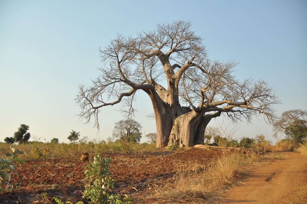 nord du Malawi