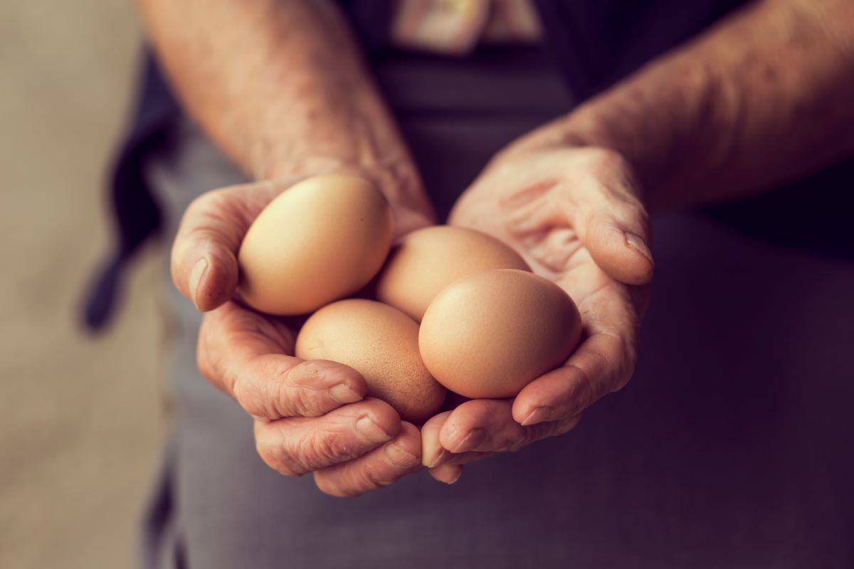 oeuf pourri