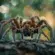 plus grosse araignée