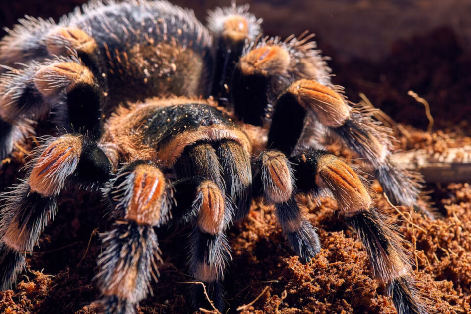 plus grosse araignée