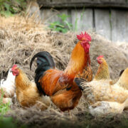 poule et poulet