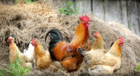 poule et poulet