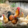 poule et poulet