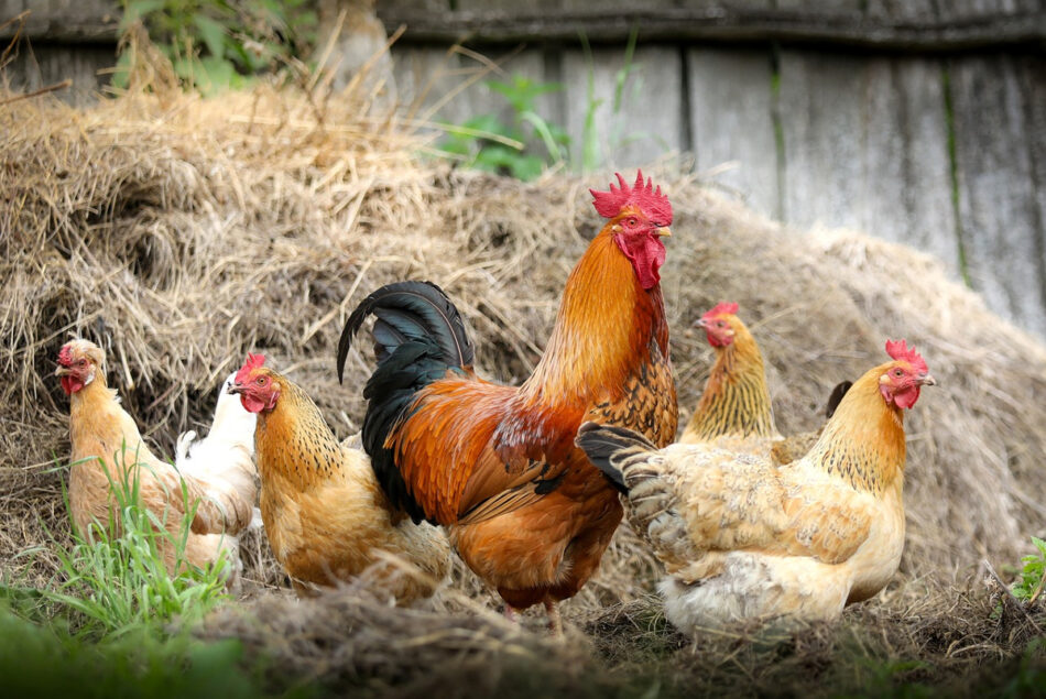 poule et poulet