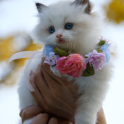 prénom choisir pour un chat
