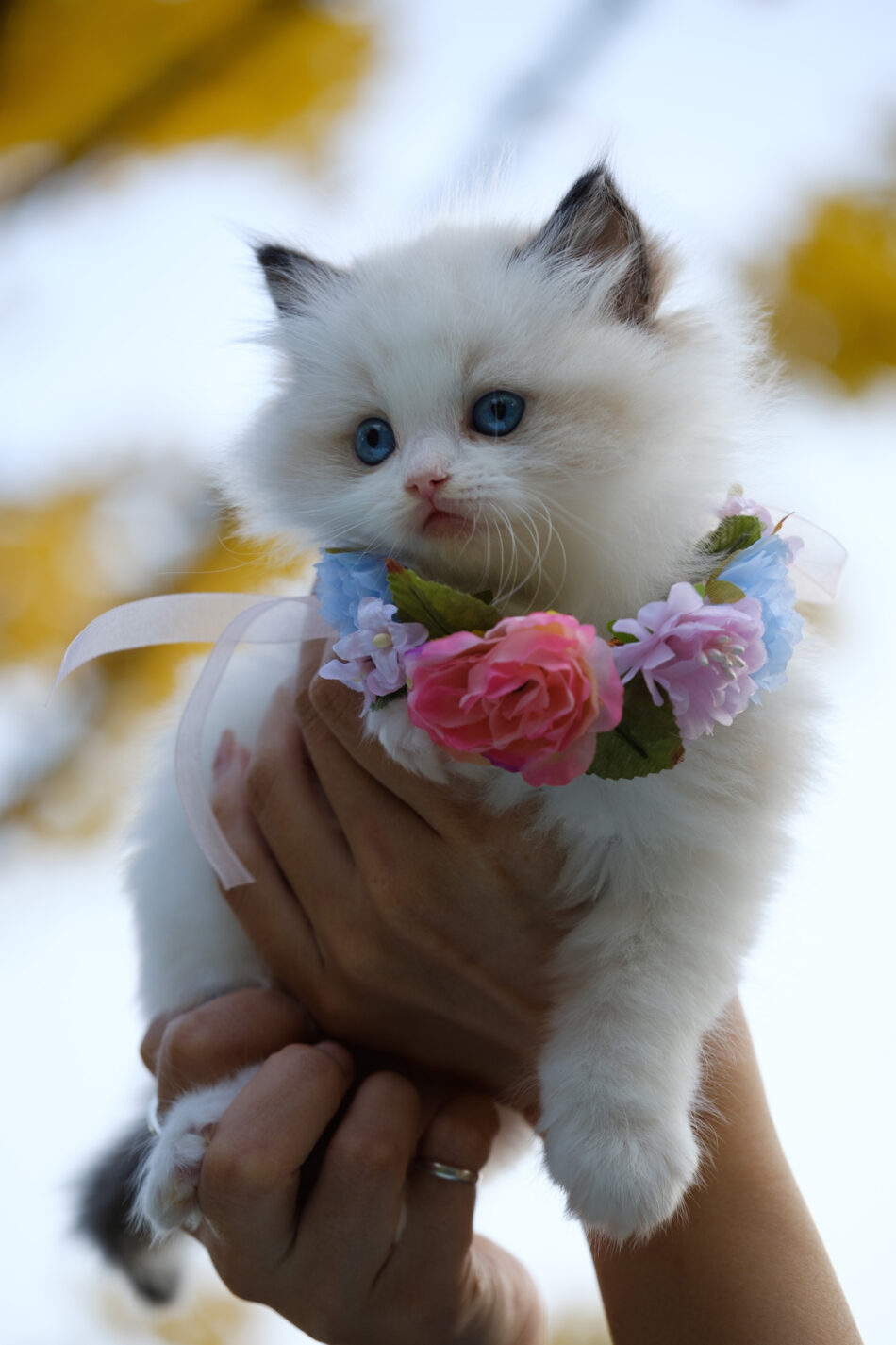 prénom choisir pour un chat