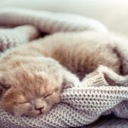 prénom choisir pour un chaton