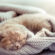 prénom choisir pour un chaton