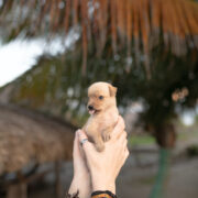 prénom choisir pour une chienne