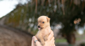 prénom choisir pour une chienne